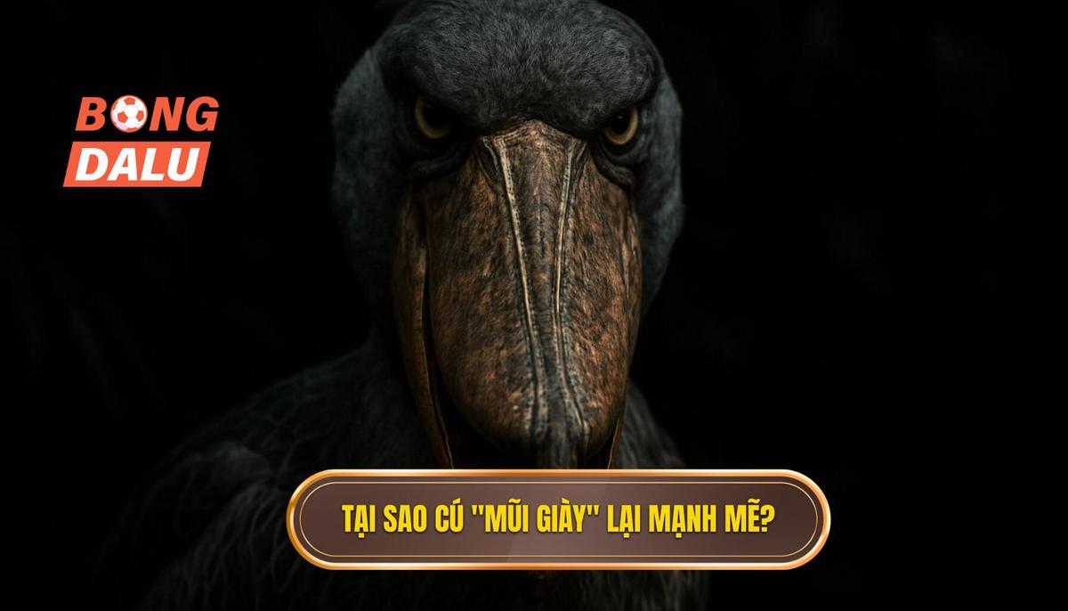 Nền tảng Khoa học_ Tại sao cú _Mũi Giày_ lại mạnh mẽ_